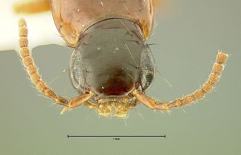 Media type: image;   Entomology 31927 Aspect: head dorsal view